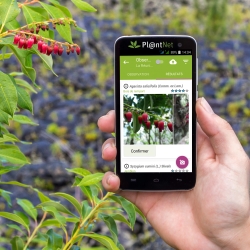 planten herkennen via de app